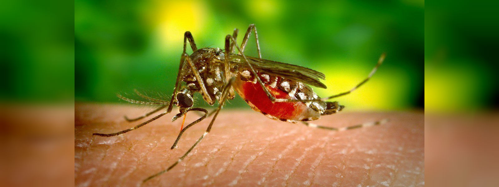 Malaria vector Anopheles stephensi on the rise