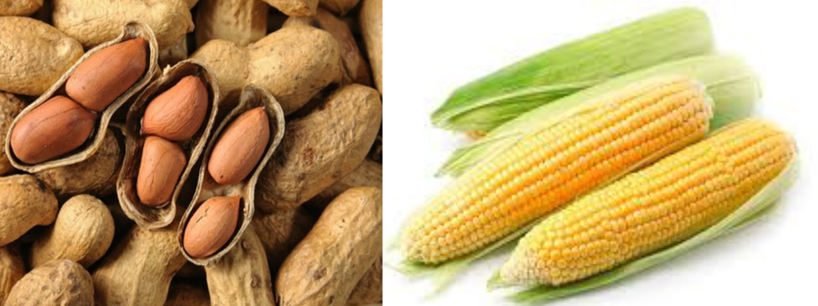 Import permit for peanuts and corn to be cancelled