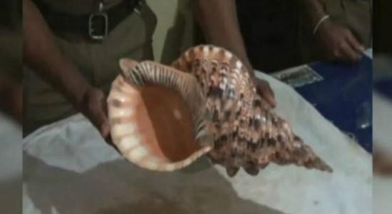 Suspect arrested with conch shell worth Rs.3 Bn