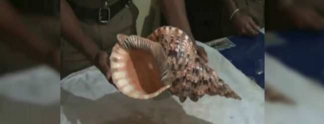 Suspect arrested with conch shell worth Rs.3 Bn