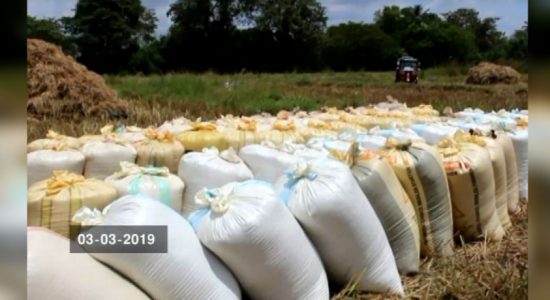 Paddy farmers burdened with their own harvest