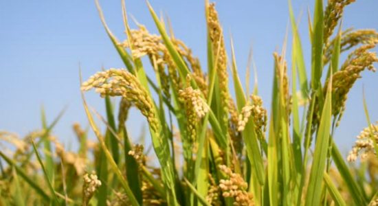Island wide protests demanding fixed paddy price