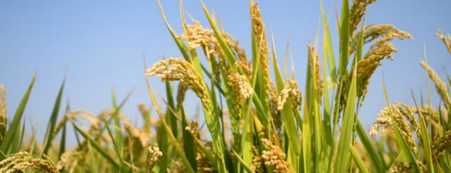 Island wide protests demanding fixed paddy price