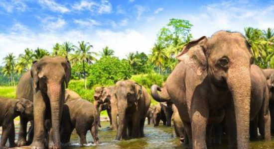 Sri Lanka's 1st database elephant distribution map