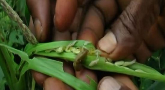 Compensation for farmers affected by "Sena" begins