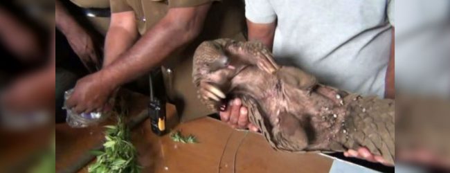 Caged pangolin found in Badulla