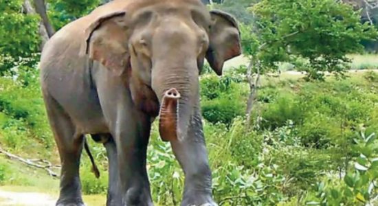 Elephant vs human;Suriyawewa villagers threatened