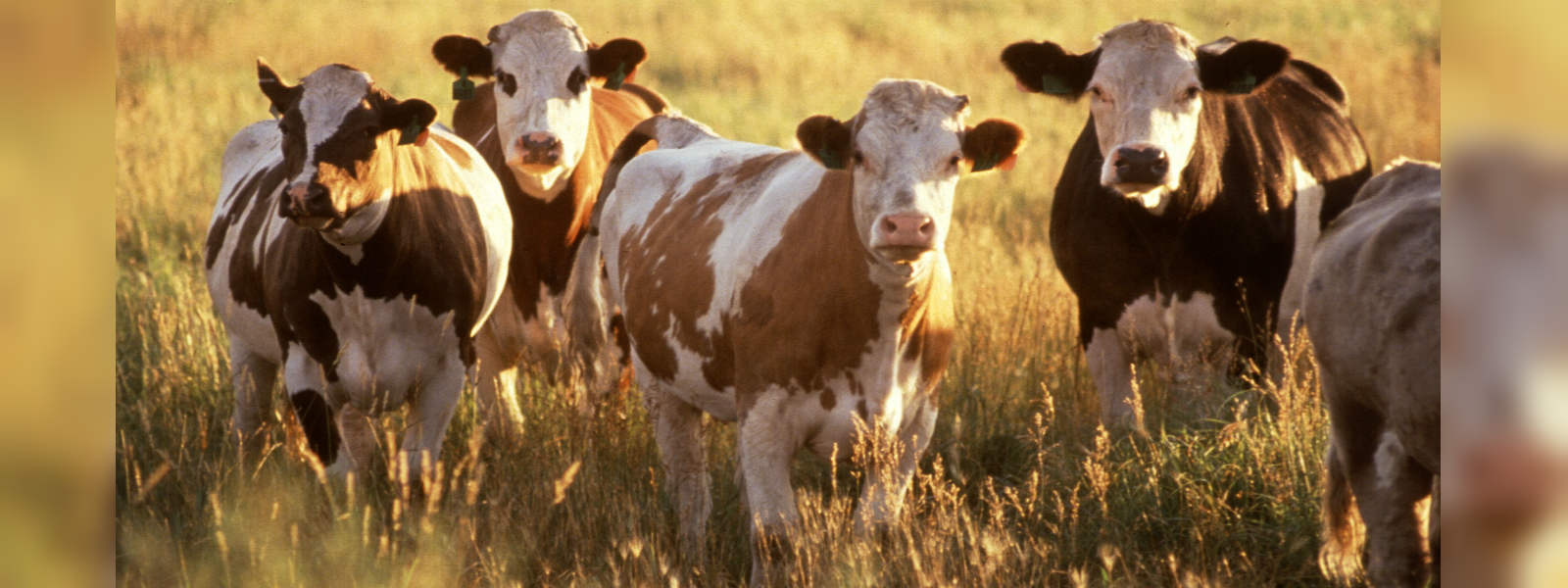 Government imported sick heifers - Veterinarian
