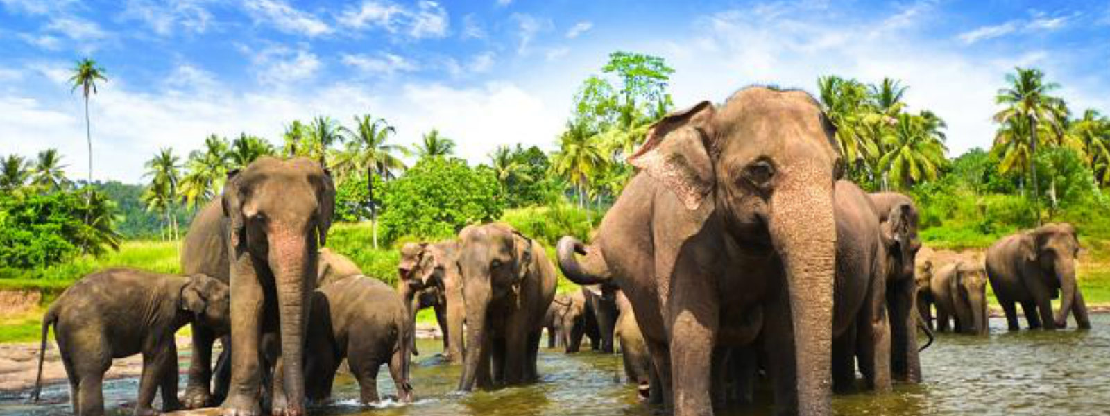 Sri Lanka's 1st database elephant distribution map