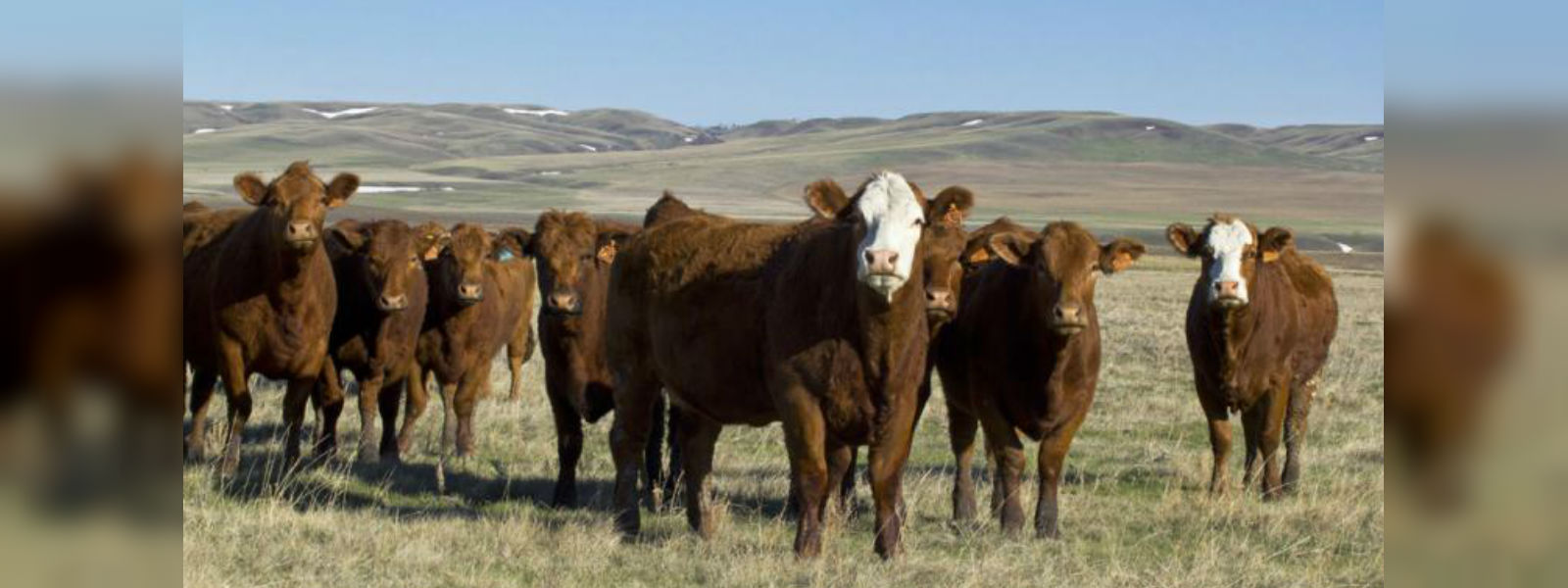Imported heifers a scam?