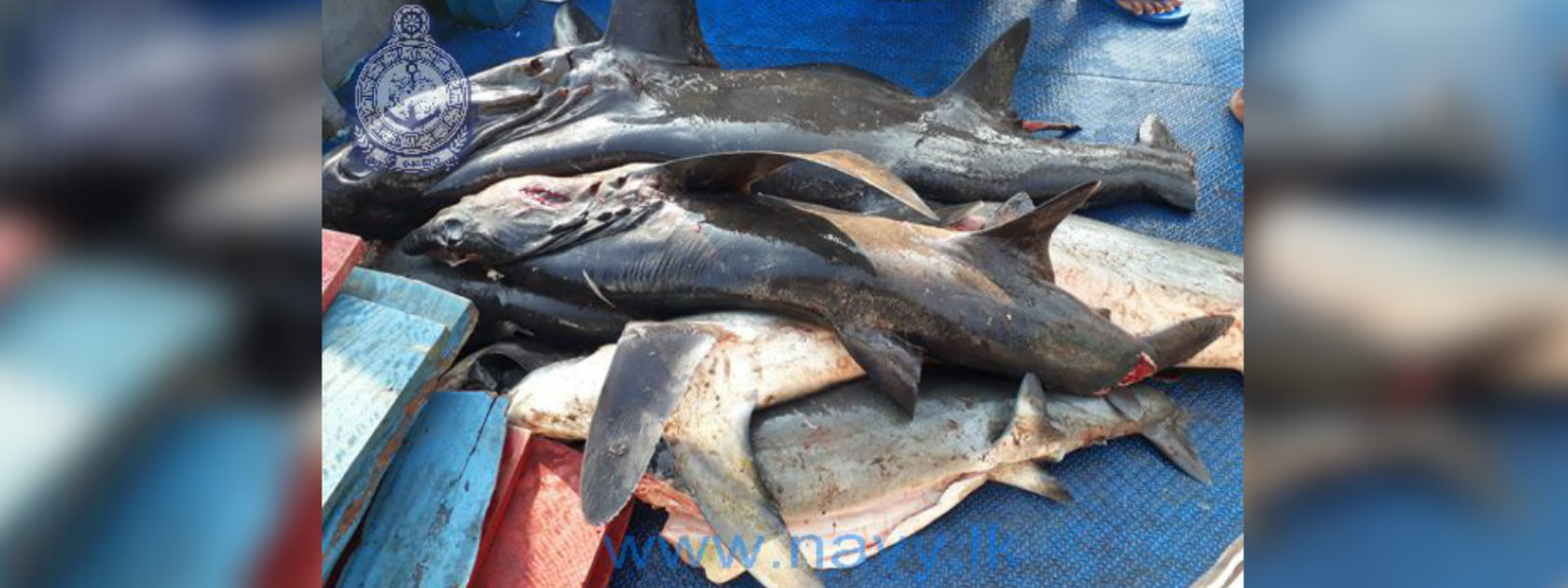 Man who caught a 242 kg thresher shark arrested