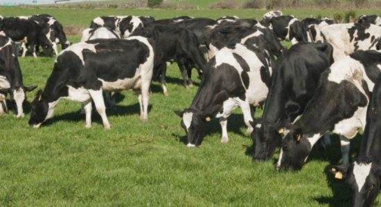 Agreement on purchase of Aussie Heifers missing