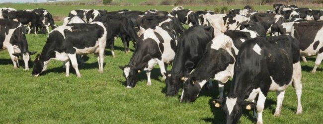 Agreement on purchase of Aussie Heifers missing