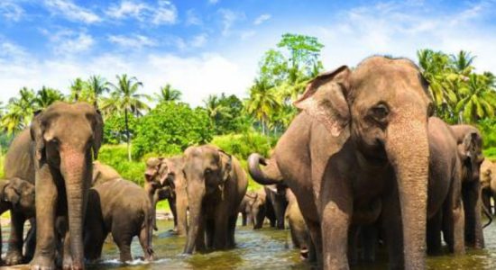 Elephant shot at Somawathiya reserve