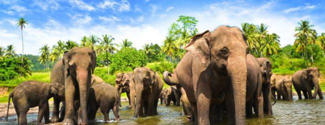 Elephant shot at Somawathiya reserve