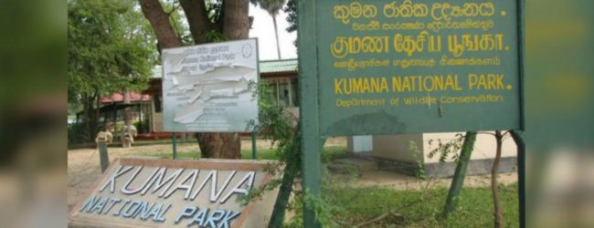 Kumana leopard attack: Final rites of worker held 
