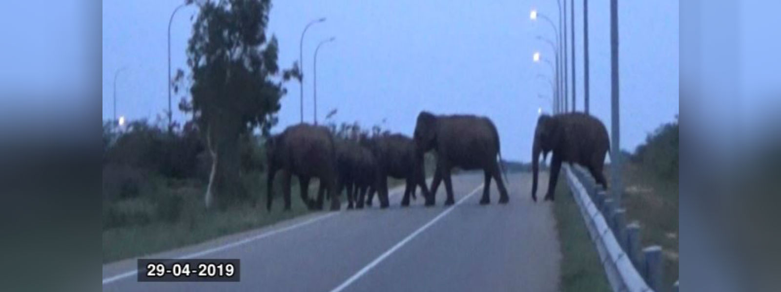 Dehigolla elephants:Electric fence needed urgently