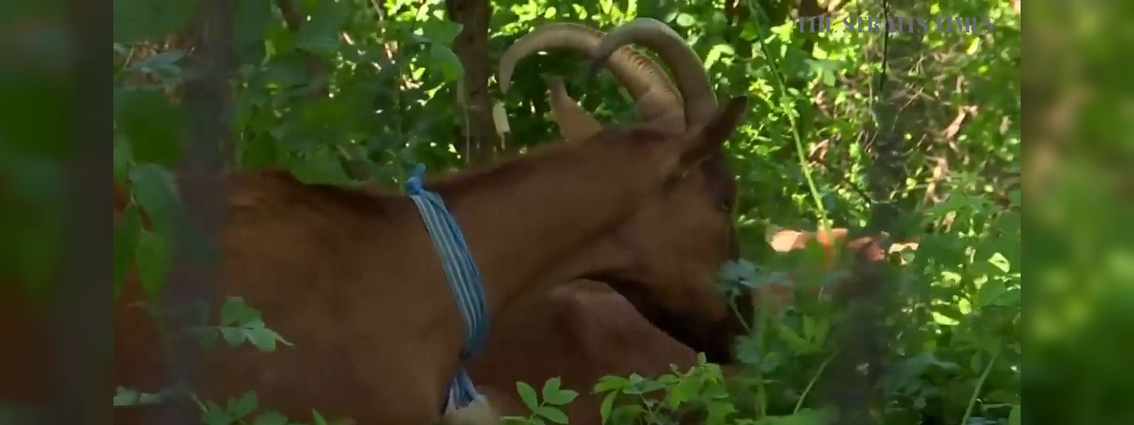 Goats eat their way through Riverside Park