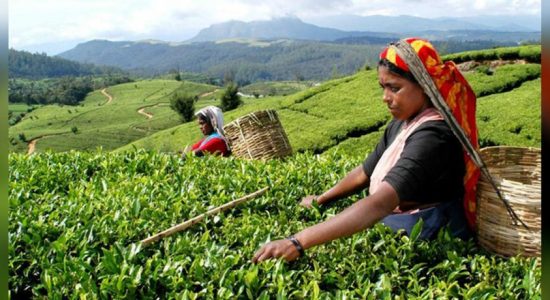 Tea exports unaffected by 04/21 attacks 