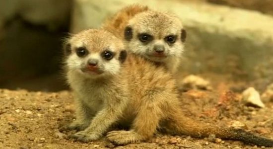Baby meerkats melt hearts at Thai zoo