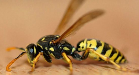 Wasp attack in school at Minuwangoda