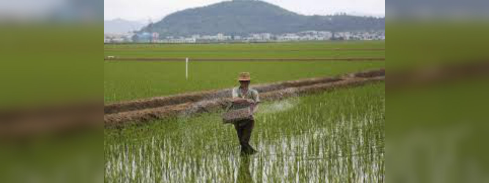 North Korea plants rice as UN warns of food crisis
