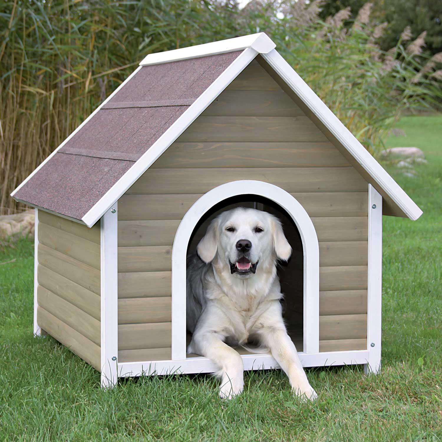 dog in dog house