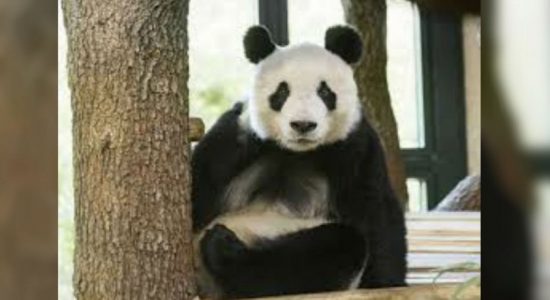 Vienna zoo presents panda Yuan Yuan to public