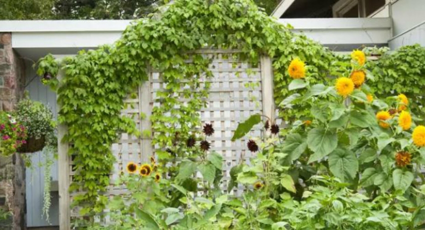 How to Build a Garden Trellis…