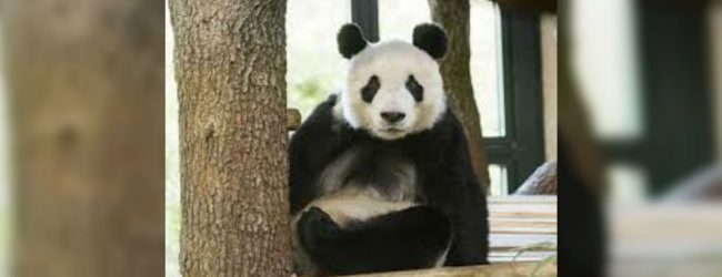 Vienna zoo presents panda Yuan Yuan to public