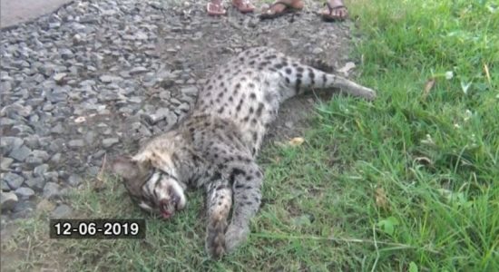 Handun Diviya run over in Hambantota