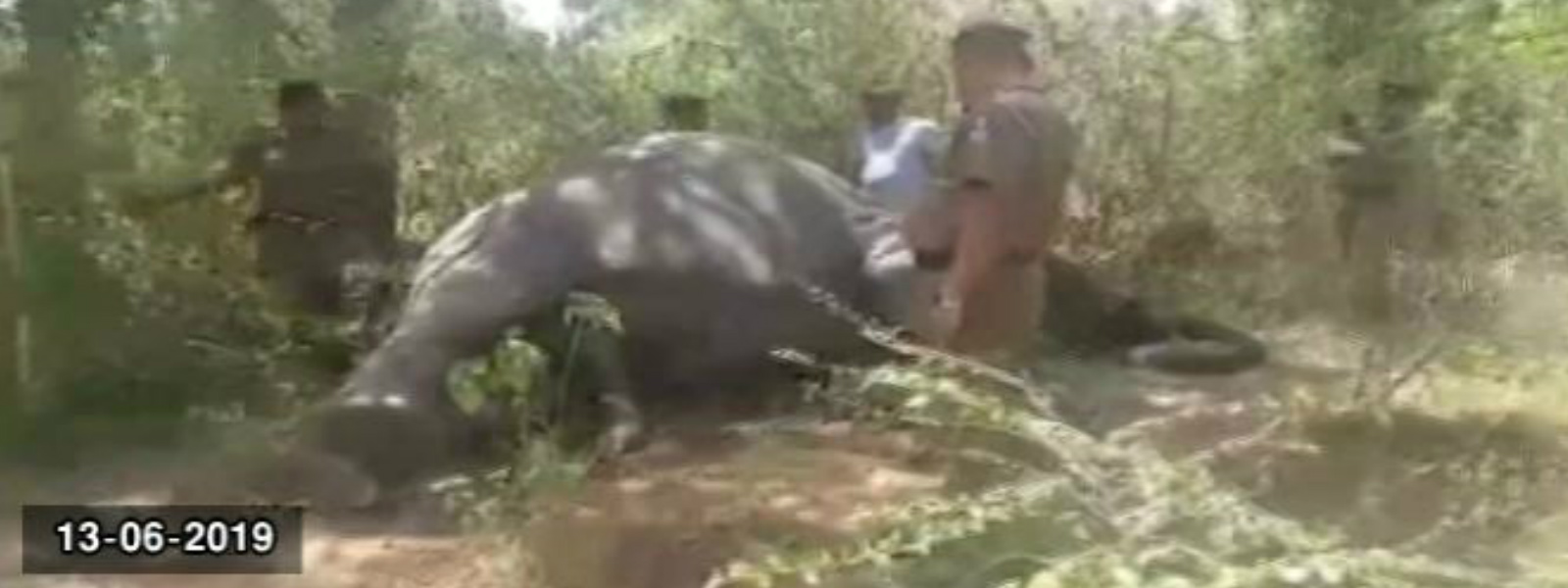 Remains of elephant discovered in Wellawaya