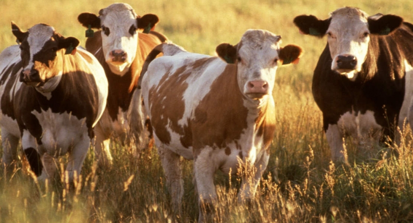Government imported sick heifers – Vetrenarian