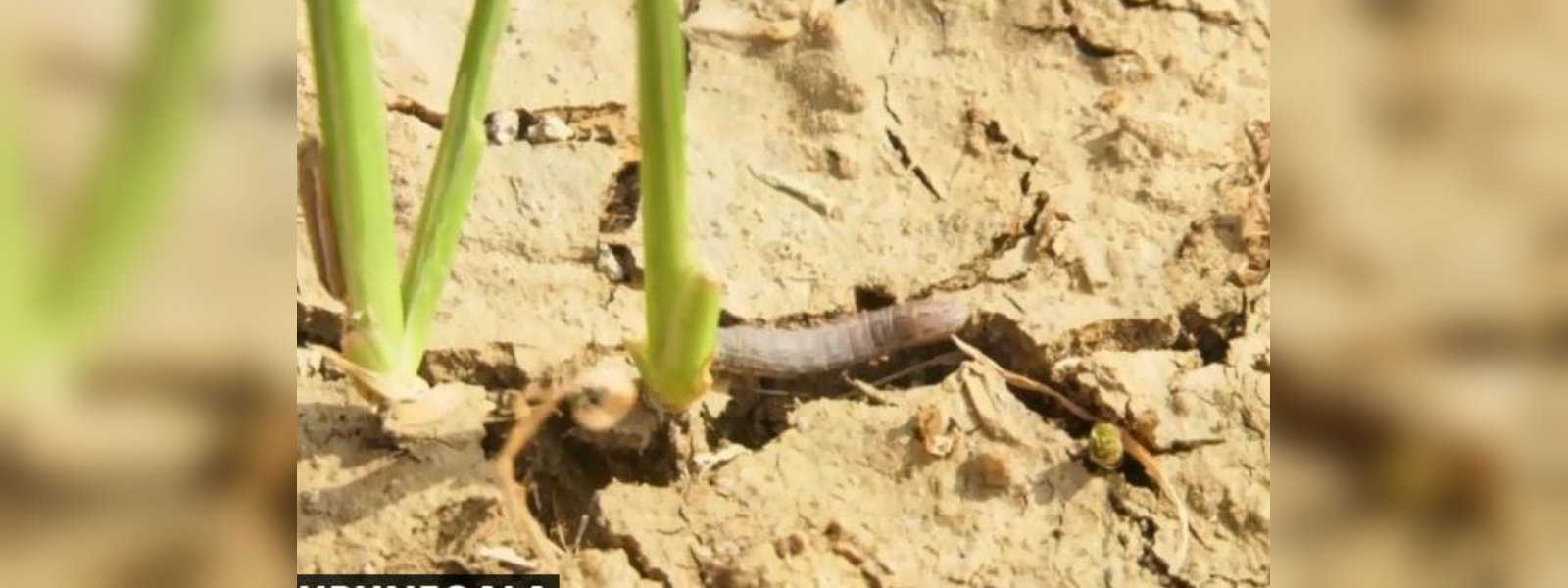 Crops ruined as agro pest raises head in several parts of the country