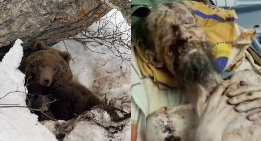 BEAR-LY ALIVE Man ‘dragged away by a bear is found ALIVE one month later looking like a mummy after being stored inside its den as food’