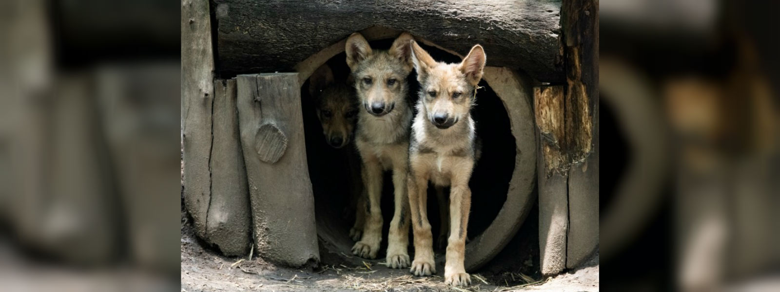 Endangered Mexican wolf pups take spotlight at zoo