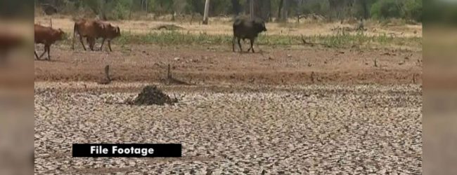 Drought in Northern and Eastern provinces: The challenge is to find drinking water