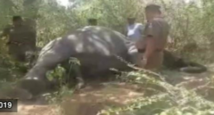 Remains of elephant discovered in Wellawaya