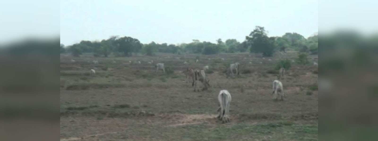 Livestock farming in Batticaloa threatened by lack of water