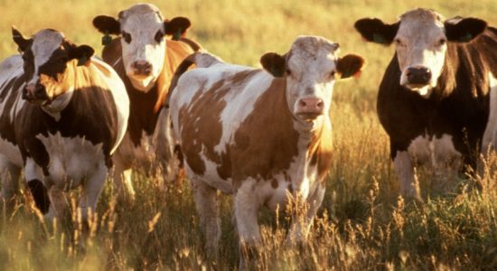 Government imported sick heifers - Veterinarian