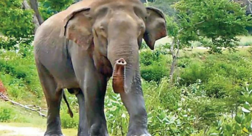 Human – Elephant conflict: Two deaths reported