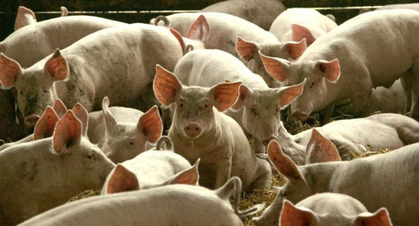 Chinese unfazed by swine fever shops for pork