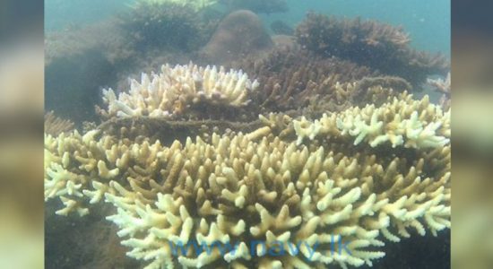 Navy discovers 400 m coral reef at Kankesanthurai