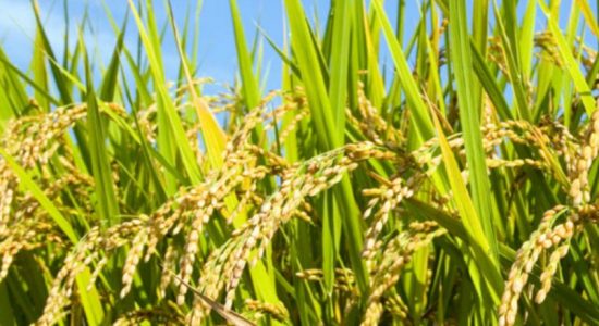 45 acres of farmlands abandoned in Anamaduwa