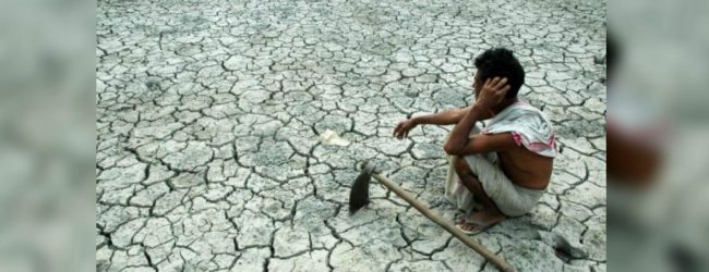 Agriculture sector battered by dry weather 