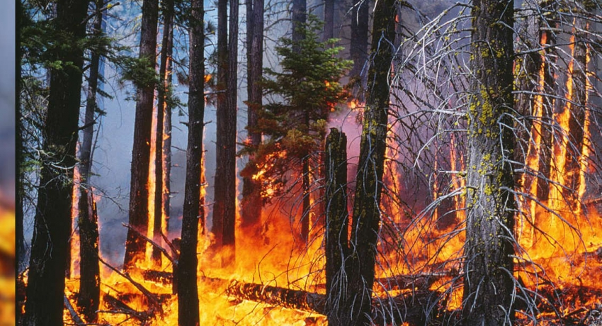 Valuable wood and herbs destroyed due to a fire in Bogahapathana reserve, Wellawaya