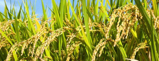 45 acres of farmlands abandoned in Anamaduwa