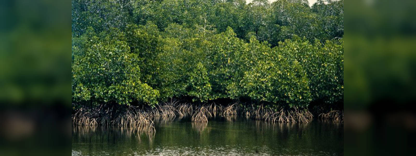 Two mangrove ecosystems in Puttlam declared reserves