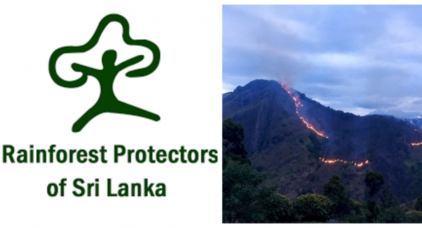 Sri Lanka lacks laws to confront arsonists – Rainforest Protection Society