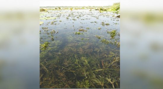 Invasive moss in North Central province wewas